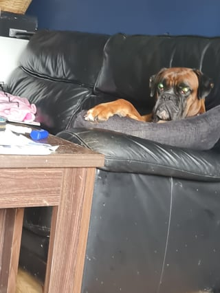 Cheezburger Image 10613372160