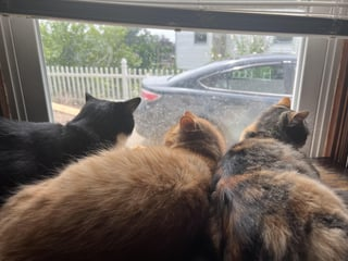 Cheezburger Image 10613373696