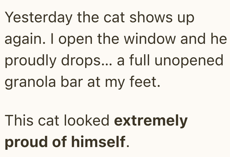 Yesterday the cat shows up again. I open the window and he proudly drops... a full unopened granola bar at my feet. This cat looked extremely proud of himself.