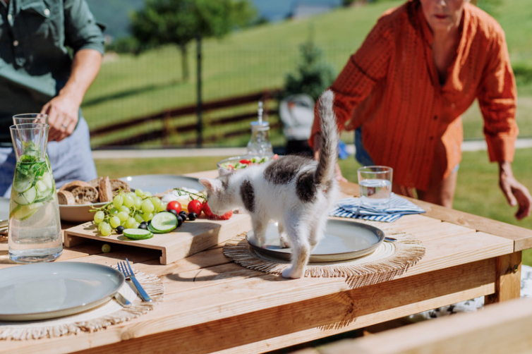 Cat Smelling Food at Grill Party