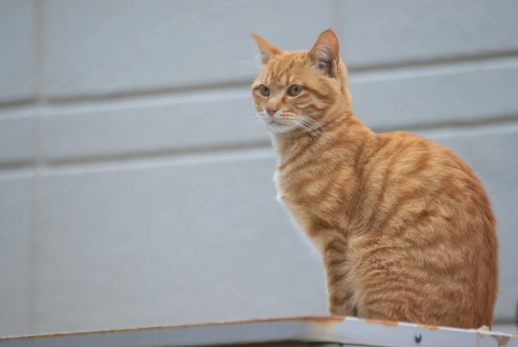Cute stray orange tabby cat