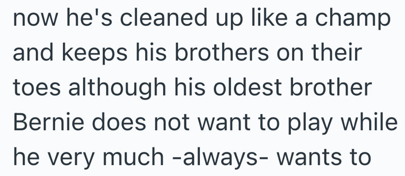 now he's cleaned up like a champ and keeps his brothers on their toes although his oldest brother Bernie does not want to play while he very much -always- wants to