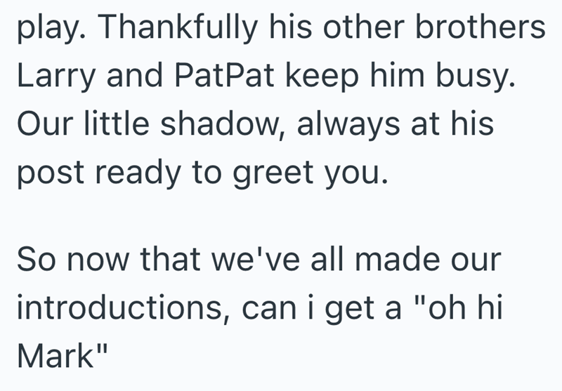 play. Thankfully his other brothers Larry and PatPat keep him busy. Our little shadow, always at his post ready to greet you. So now that we've all made our introductions, can i get a "oh hi Mark"