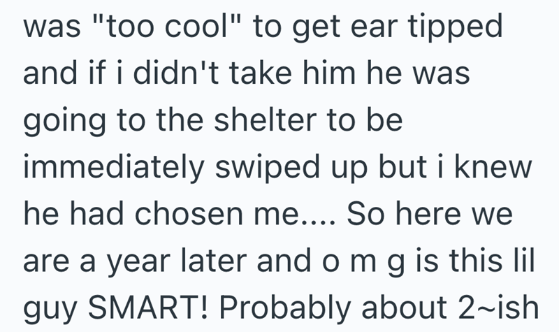 was "too cool" to get ear tipped and if i didn't take him he was going to the shelter to be immediately swiped up but i knew he had chosen me.... So here we are a year later and omg is this lil guy SMART! Probably about 2-ish