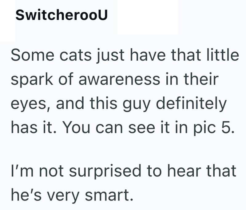 SwitcherooU Some cats just have that little spark of awareness in their eyes, and this guy definitely has it. You can see it in pic 5. I'm not surprised to hear that he's very smart.