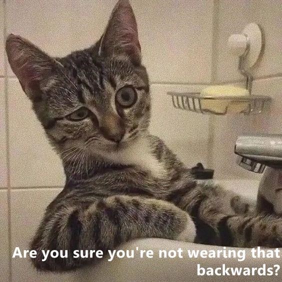 Cheezburger Image 10613396224