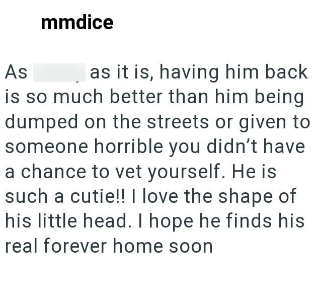 As mmdice as it is, having him back is so much better than him being dumped on the streets or given to someone horrible you didn't have a chance to vet yourself. He is such a cutie!! I love the shape of his little head. I hope he finds his real forever home soon