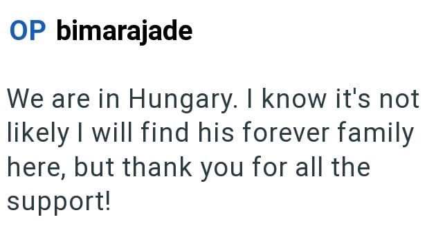 OP bimarajade We are in Hungary. I know it's not likely I will find his forever family here, but thank you for all the support!