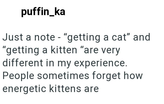 puffin_ka Just a note - "getting a cat" and "getting a kitten "are very different in my experience. People sometimes forget how energetic kittens are