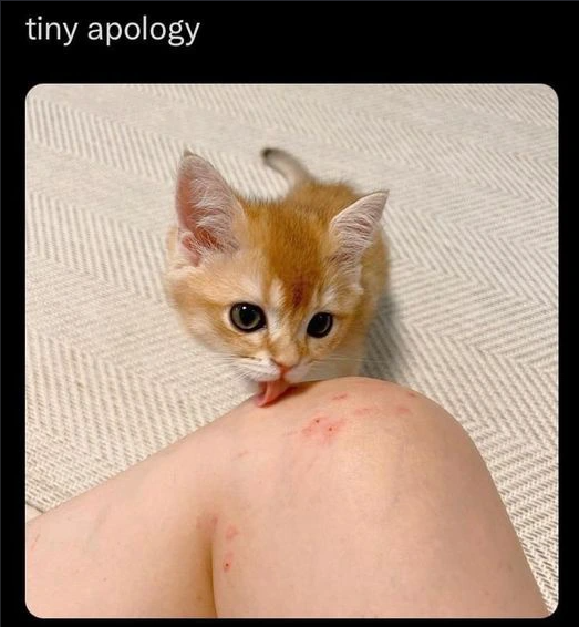tiny apology