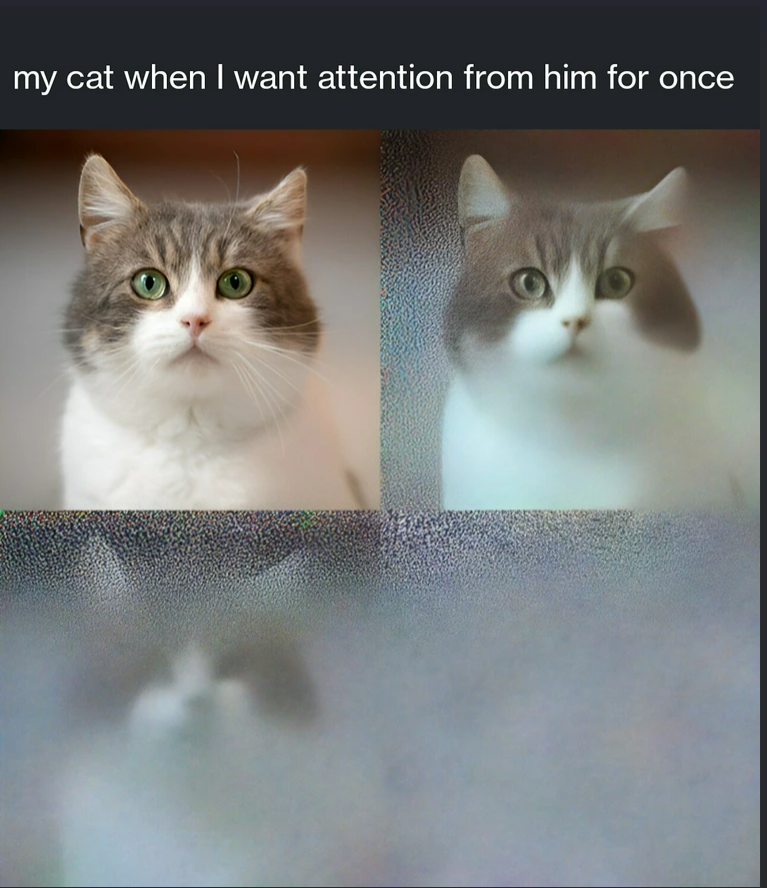 my cat when I want attention from him for once