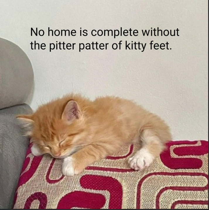 No home is complete without the pitter patter of kitty feet.