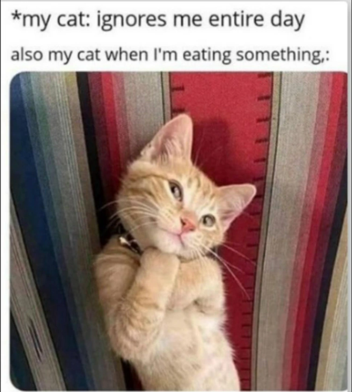 *my cat: ignores me entire day also my cat when I'm eating something,: