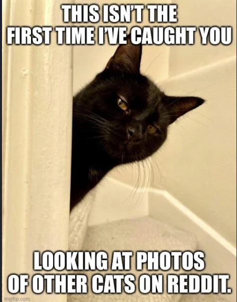 THIS ISN'T THE FIRST TIME I'VE CAUGHT YOU LOOKING AT PHOTOS OF OTHER CATS ON REDDIT. imgflip.com