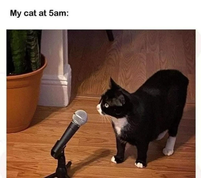 My cat at 5am: