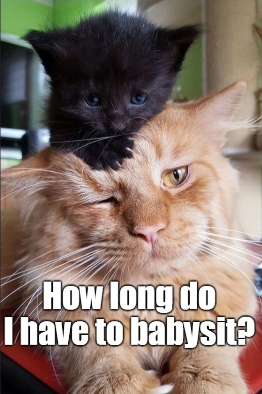 How long do I have to babysit?