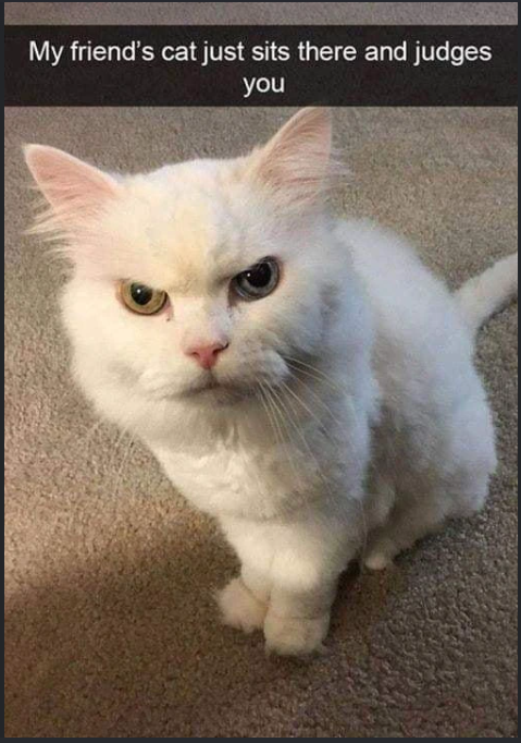 My friend's cat just sits there and judges you