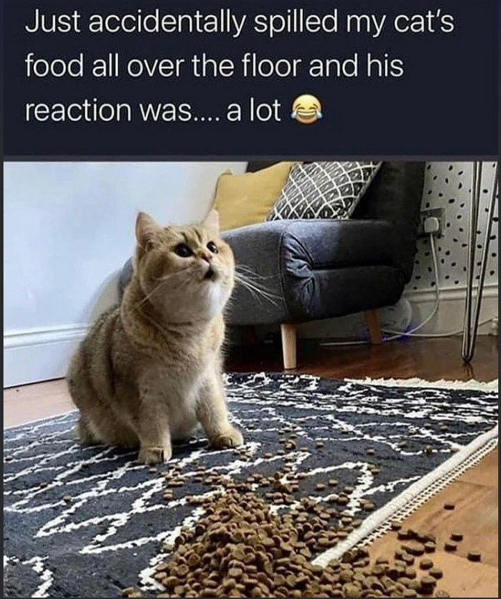 Just accidentally spilled my cat's food all over the floor and his reaction was.... a lot