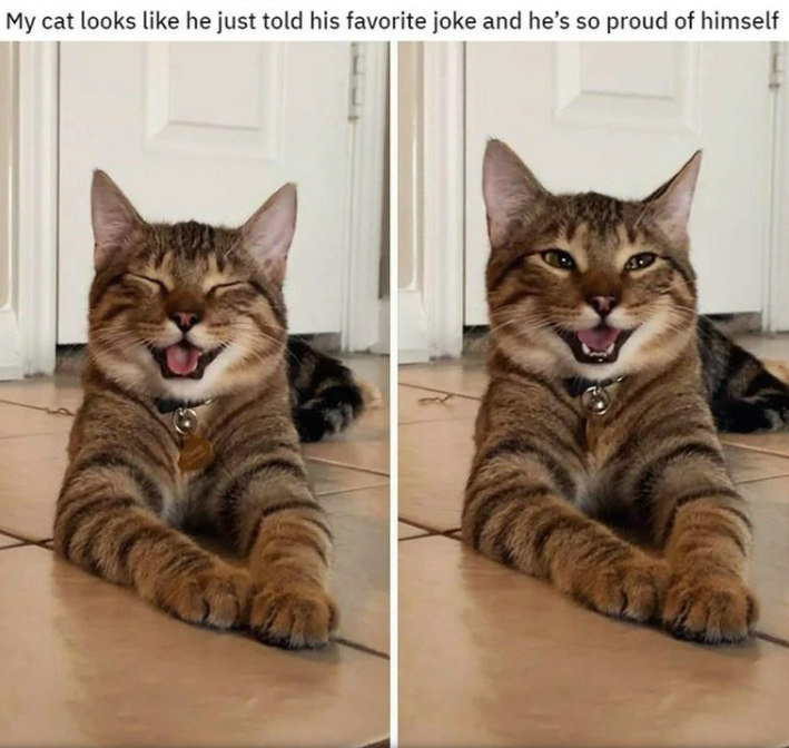 My cat looks like he just told his favorite joke and he's so proud of himself