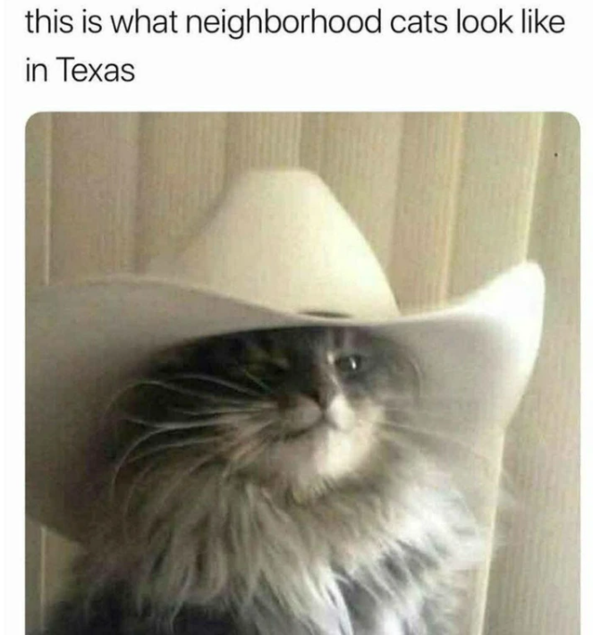 this is what neighborhood cats look like in Texas