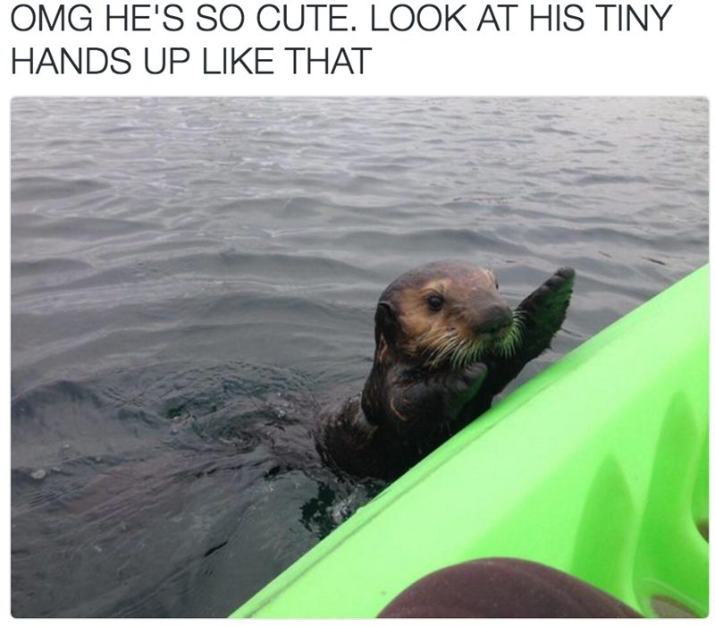 OMG HE'S SO CUTE. LOOK AT HIS TINY HANDS UP LIKE THAT