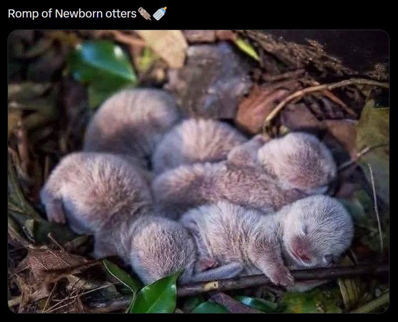 Romp of Newborn otters