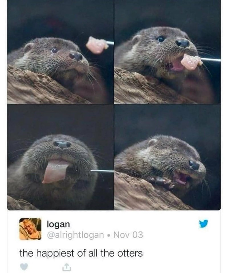 logan @alrightlogan • Nov 03 the happiest of all the otters ث