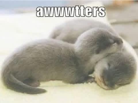 awwwtters