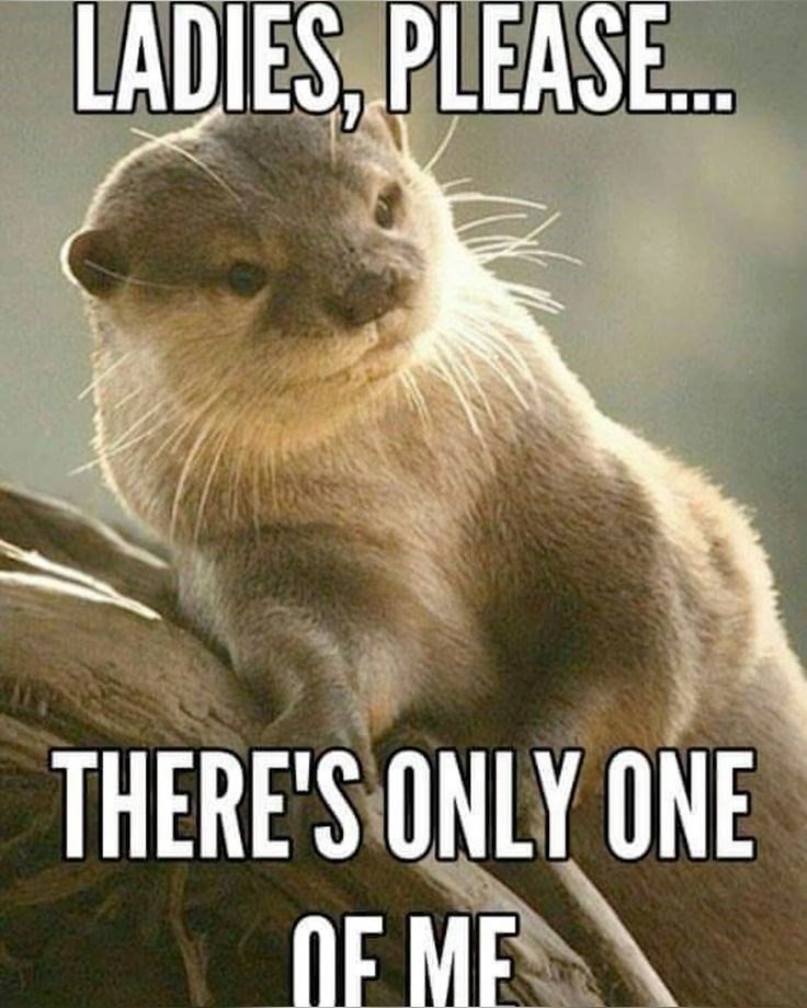 LADIES, PLEASE... THERE'S ONLY ONE OF ME