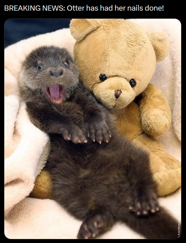 AvarNews.c BREAKING NEWS: Otter has had her nails done!