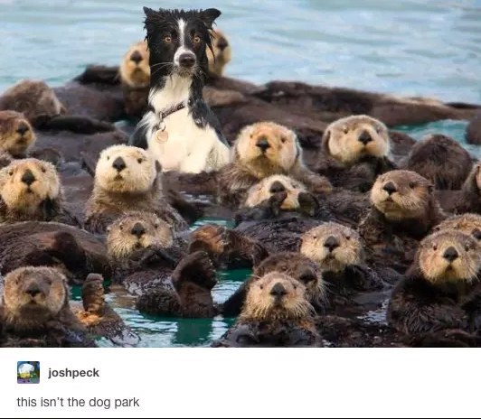 joshpeck this isn't the dog park