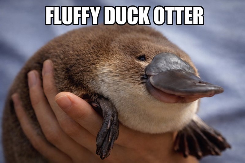 FLUFFY DUCK OTTER