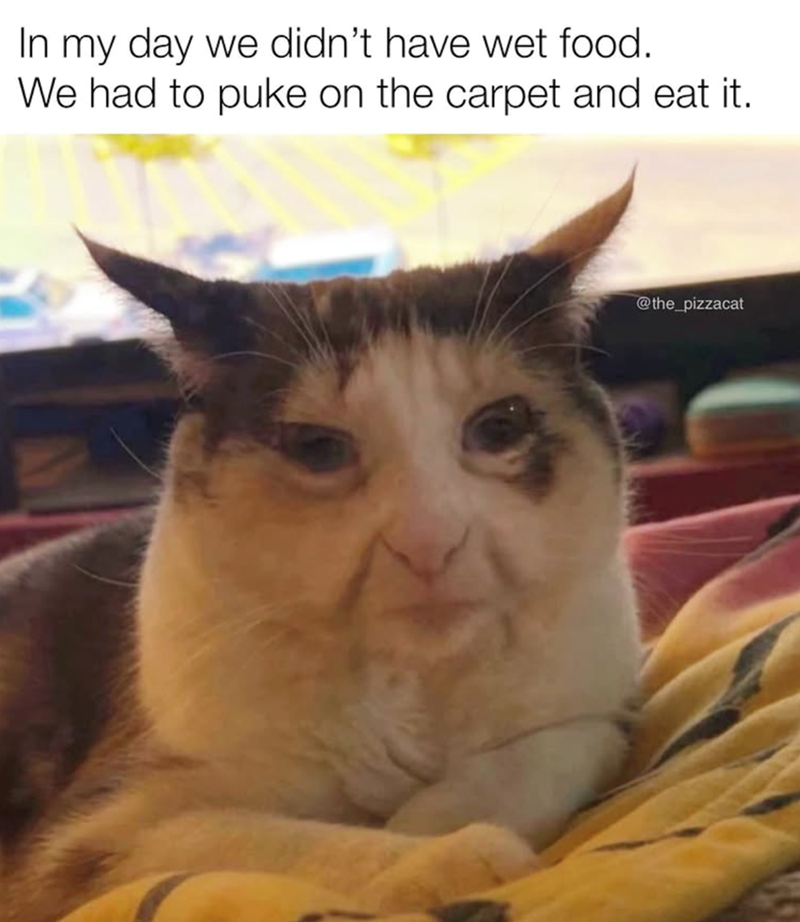 In my day we didn't have wet food. We had to puke on the carpet and eat it. @the_pizzacat