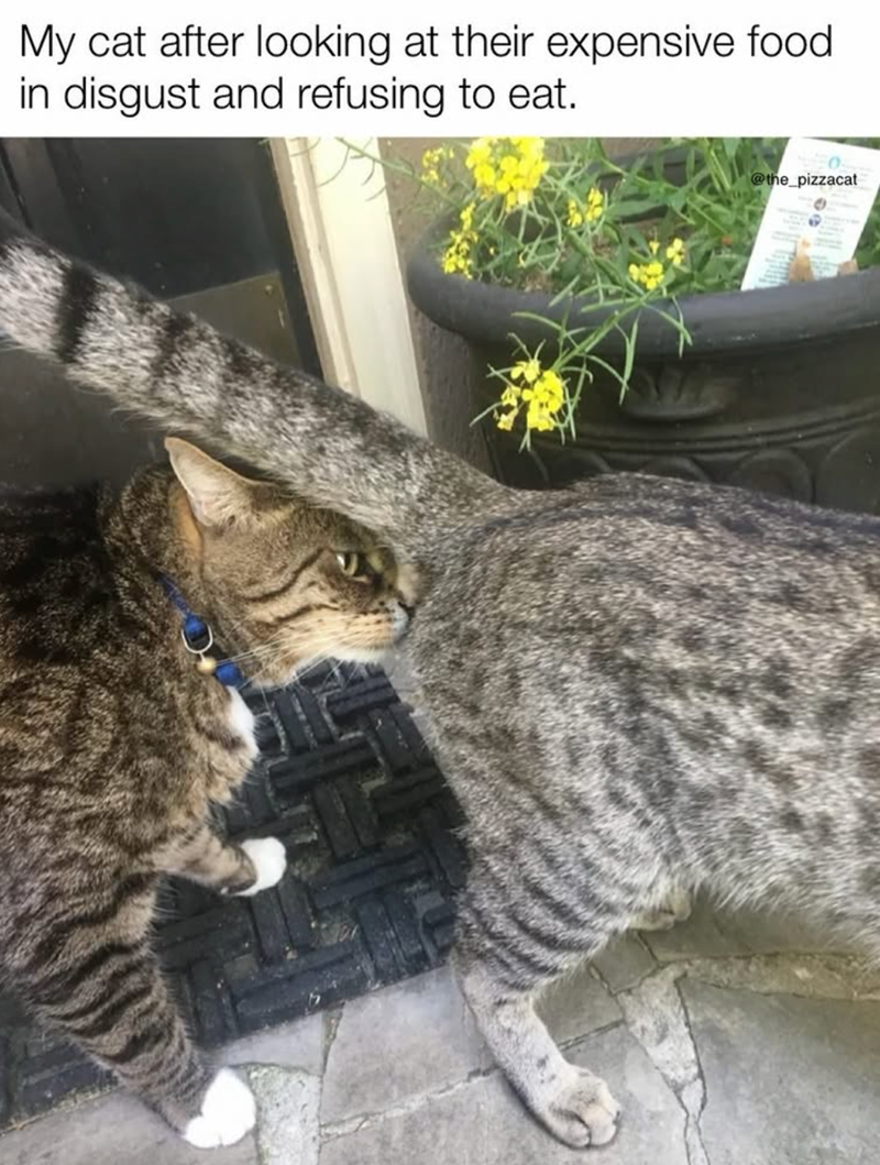 My cat after looking at their expensive food. in disgust and refusing to eat. 0 @the_pizzacat