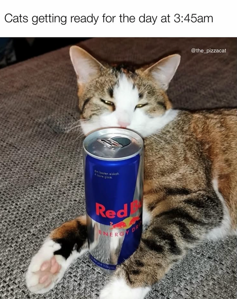 Cats getting ready for the day at 3:45am. Am besten eiskalt. A boire glock Red ENERGY DRI @the_pizzacat