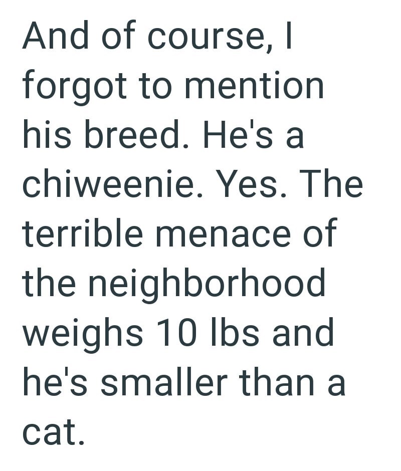 And of course, I forgot to mention his breed. He's a chiweenie. Yes. The terrible menace of the neighborhood weighs 10 lbs and he's smaller than a cat.