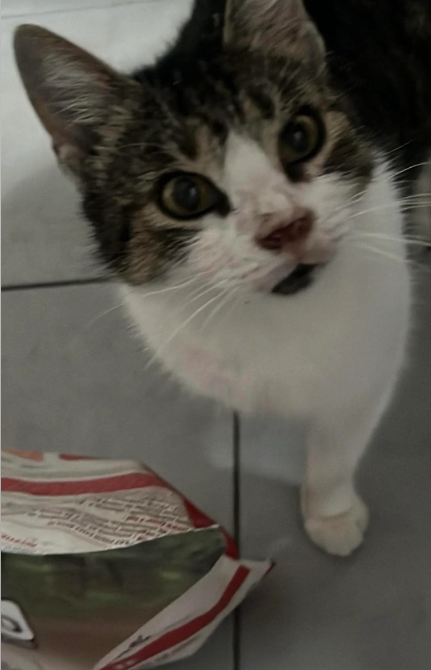 Cheezburger Image 10613485568