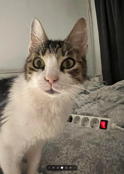 Cheezburger Image 10613486080