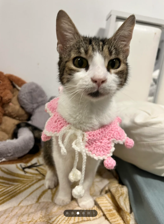 Cheezburger Image 10613486336