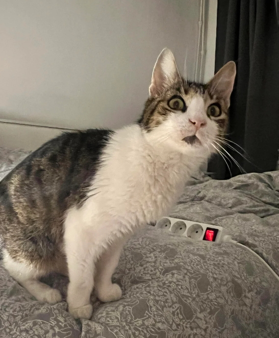 Cheezburger Image 10613486592