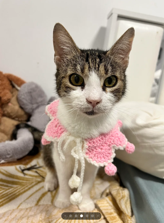 Cheezburger Image 10613486848