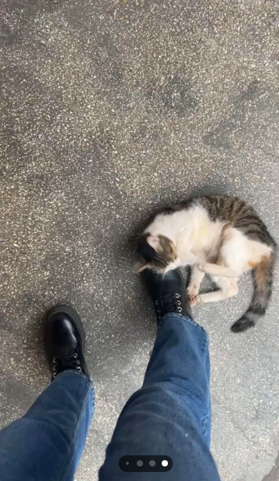 Cheezburger Image 10613487104