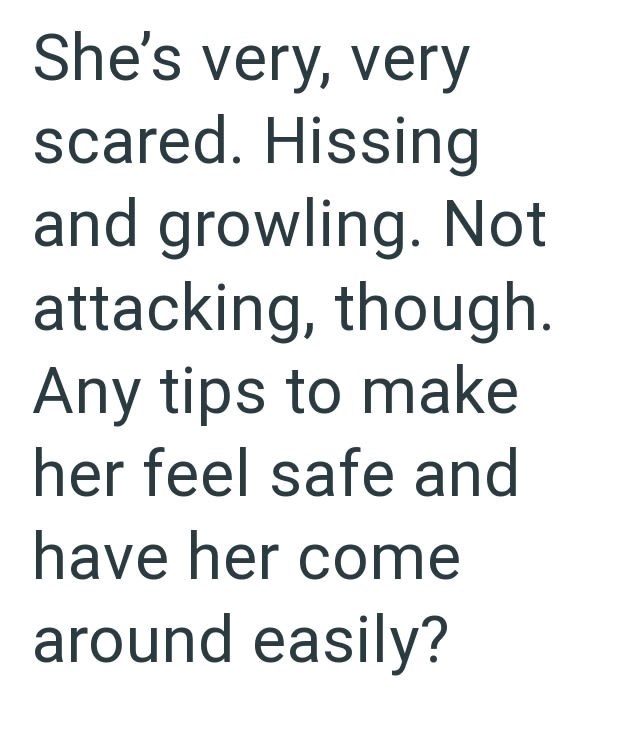 She's very, very scared. Hissing and growling. Not attacking, though. Any tips to make her feel safe and have her come around easily?