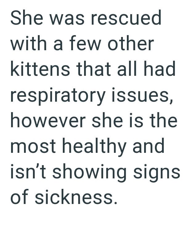 She was rescued with a few other kittens that all had respiratory issues, however she is the most healthy and isn't showing signs of sickness.