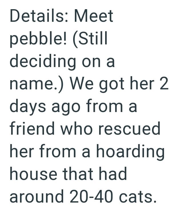 Details: Meet pebble! (Still deciding on a name.) We got her 2 days ago from a friend who rescued her from a hoarding house that had around 20-40 cats.