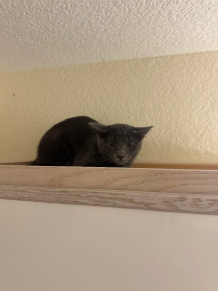 Cheezburger Image 10613497088