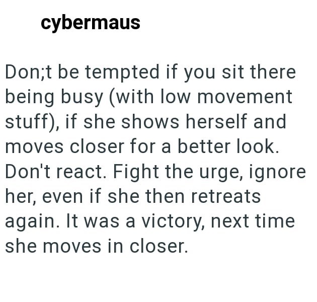 cybermaus Don;t be tempted if you sit there being busy (with low movement stuff), if she shows herself and moves closer for a better look. Don't react. Fight the urge, ignore her, even if she then retreats again. It was a victory, next time she moves in closer.