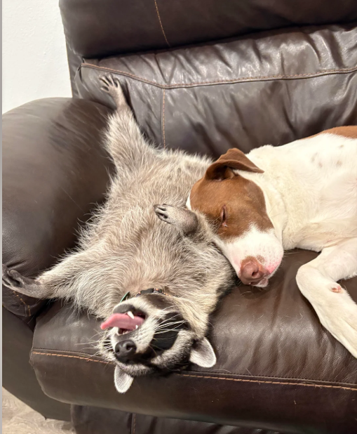 Cheezburger Image 10613509120