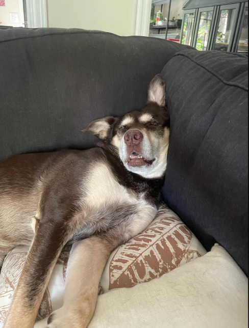 Cheezburger Image 10613509376