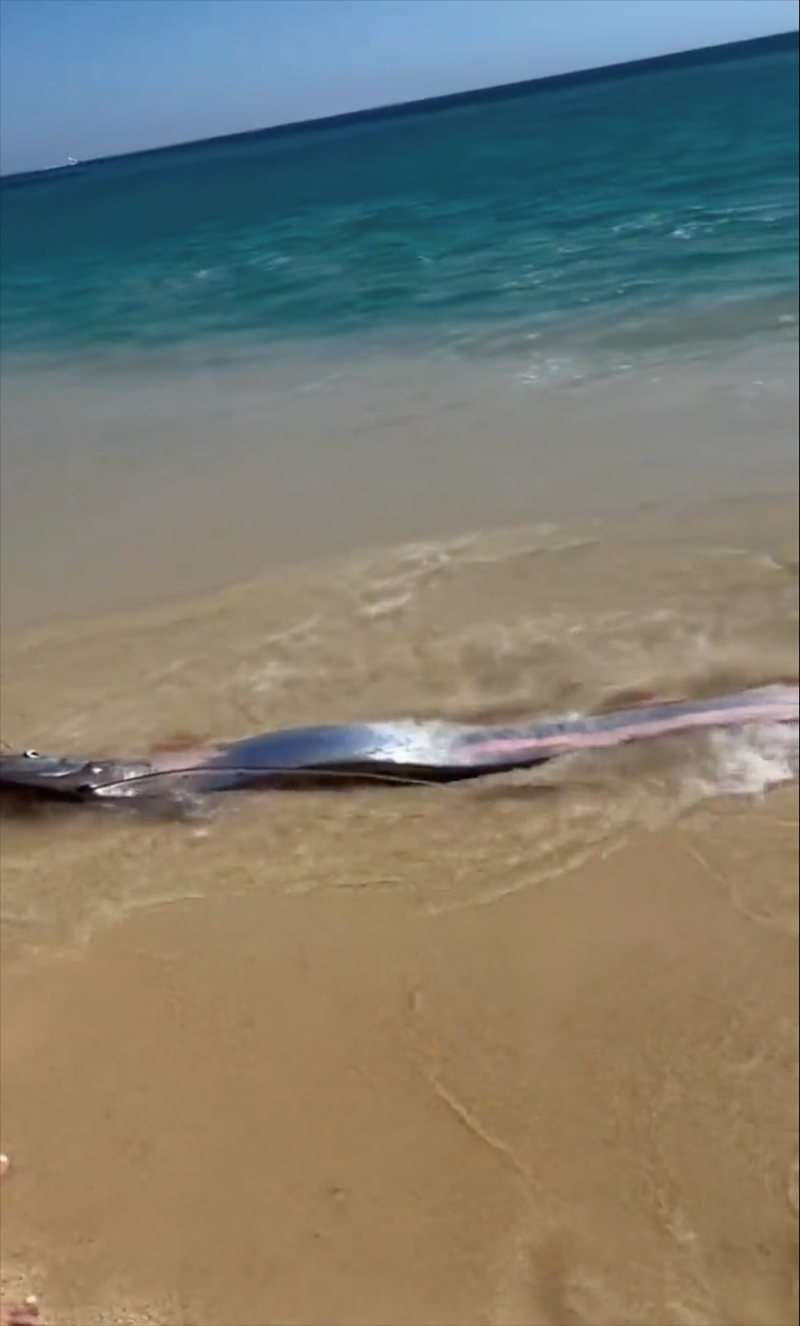 Cheezburger Image 10613510144